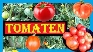 🍅 Tomaten anbauen Aussaat bis Ernte 🌱🍅 Tomaten pflanzen im Folienhaus  Gewächshaus 🍅🍅 Bio Tomaten [upl. by Ear]