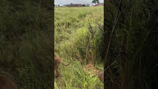 Beautiful Tanzania Mikumi National Park animals wildlife lion [upl. by Belter]