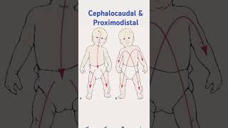 Cephalocaudal amp Proximodistal by Mamta Mam exam homescience education viralvideoviralshorts [upl. by Aenneea]