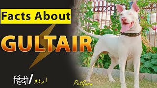 Gultair Dog Biography amp Intresting Facts  Dog Information  Pet Guru [upl. by Iorgos]