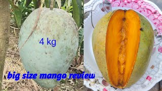 4kg mango plant 4 kg mango fruit review [upl. by Krigsman388]