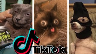 Funniest TikTok Dogs and Cats 52  Try Not to Laugh with TikTok Animals 2020  OnPets Sparkle [upl. by Aremmat]