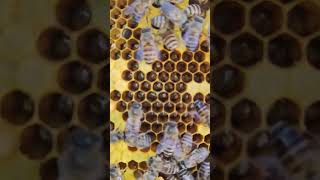 Beehive Check out beehives that have bred good bees bee beelong natural honey [upl. by Helbonia]