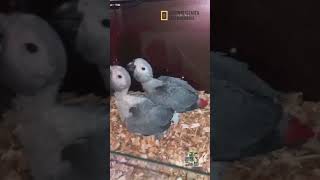 grey parrot hand feeding Chiks available [upl. by Naesar]