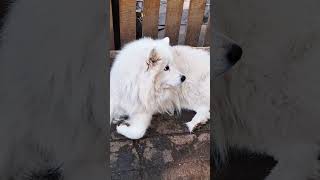 White dog dog funny funnyanimals beautiful [upl. by Araccot988]