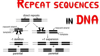 Repeat sequences in DNA [upl. by Filberte]