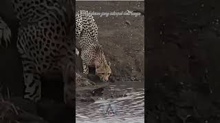 Jaguar vs crocodile viralvideo wildlife wildanimal jaguar crocodile short fyp omg reels [upl. by Adnoraj660]