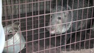 Javelina That Attacked My Friends Dog The Daily Cheese 98 [upl. by Ardnasak221]