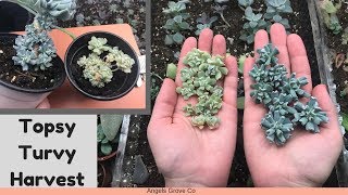 How to make a Topsy Turvy Planter for your Garden in 37 seconds [upl. by Athenian]