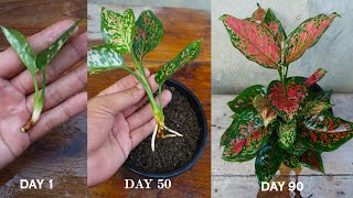 How to grow and care Aglaonema plant in easy with full updates  Aglaonema plant care [upl. by Lolita]