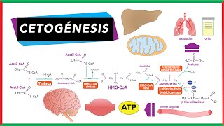 Cuerpos cetónicos cetoGÉNESIS y cetóLISIS [upl. by Enidlareg510]