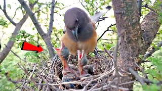 Rufous treepie bird watching the babies birdswithme107 [upl. by Janel]