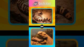 Which reptile holds the record for being the longest snake ever recorded quiz facts animals [upl. by Dusty]