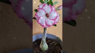 Adenium variedad obesum de injerto en base nacida de semilla [upl. by Cope]