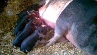 Piglets Nursing [upl. by Eserehc]