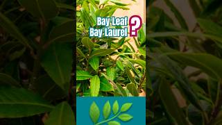 🪴 What is a Bay Leaf What is a Bay Laurel 🪴Where do Bay Leaves come from bayleaf bayleaves [upl. by Anez]