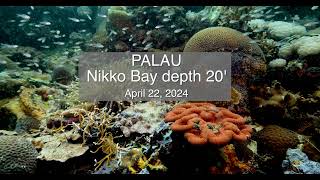 Palau Reef Scene Nikko Bay April 22 2024 [upl. by Scotney163]