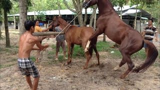 Horse breeding successful Horse Mating 🐎Happy Farm Part 4 [upl. by Bertelli]