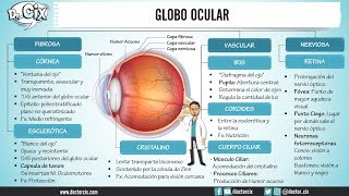 CAPAS DEL GLOBO OCULAR  Morfofisiología [upl. by Leoj]