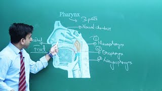 Human Digestive System for NEET 2019  Misostudy [upl. by Dymoke]