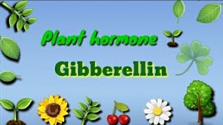 GibberellinPlant hormone 🌱Physiology and effect in Hindi amp English 🤗 [upl. by Adnohs]