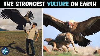 Andean Condor  The Strongest Vulture on Earth [upl. by Cull63]