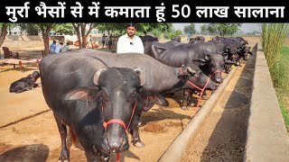 टॉप मुर्रा नस्ल की भैसों का डेरी फार्म  Buffalo Farm  Buffalo Farming In India  Dairy Farming [upl. by Adnim]