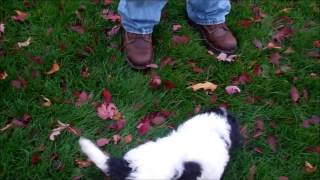 Cavachon Potty Training Briarthorn Cavachons 2012 [upl. by Yrtneg]