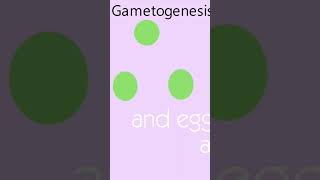 Gametogenesis Explained gametogenesis [upl. by Vedette406]