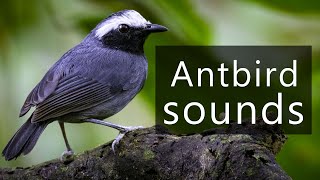 The sounds of Whitebrowed antbirds [upl. by Filia932]