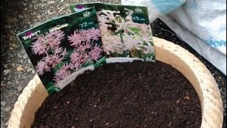 How To Plant Nerines For Autumn Colour How To Grow Nerines In A Container [upl. by Nylednarb]