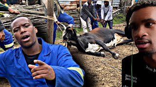 THE TRUTH ABOUT XHOSA PEOPLE’S CULTURE ❤️ REACTION [upl. by Redford]