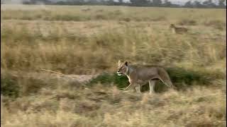 The hunt in Amboseli National Park [upl. by Nosrej]