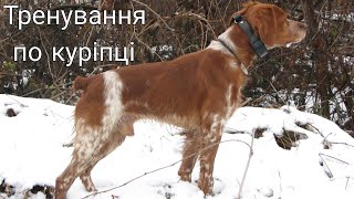 Epagneul Breton DIK  Тренування по куріпці  Training a dog for a gray partridge [upl. by Eixel]