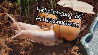 Fortpflanzung bei Achatschnecken  Aufklärung [upl. by Ahsikyw125]