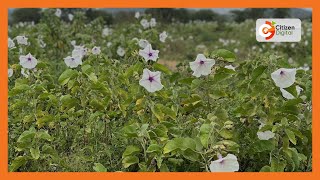 Invasive Ipomea plant has destroyed grazing fields in Kajiado [upl. by Tierell59]