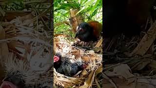 Greater coucal Birds bring mouse tails for babies to eatEp11 [upl. by Bork]