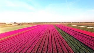 Amazing Tulip Fields [upl. by Lathe208]