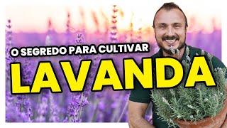 O segredo para cultivar LAVANDA  Conheça diferentes espécies [upl. by Franklyn745]