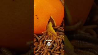 Mealworms vs Orange Timelapse [upl. by Arhat697]