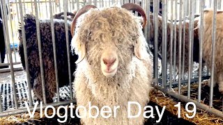 Rhinebeck  New York Sheep and Wool  Vlogtober Day 19 [upl. by Ztnahc486]