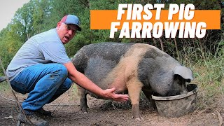 First time Farrowing pigs on our farm we are ready for the first piglets on our farm Pastured Pigs [upl. by Edee]