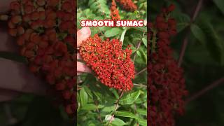 Smooth Sumac so pretty  Native Shrub North America shorts [upl. by Kym]