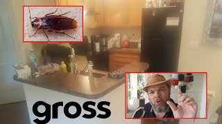 How I Got Rid of GROSS Palmetto Bugs in Florida FOREVER No More American Roach Cockroaches [upl. by Rurik]