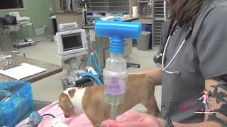 Kennel cough pneumonia in a dog  VETgirl Veterinary CE Videos [upl. by Jule]