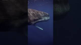 Sperm Whale The Alpha Predator of the Depths🐋🌊🐬🦈🤿🌊shorts youtubeshorts shortsfeed shortvideo [upl. by Niliram]