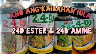 Ano Ang Kaibahan ng 24D ESTER amp 24D AMINE [upl. by Rosalynd]