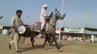 Horse Walk In Sultan Ayoub Qatal Festival Dunyapur Lodhran [upl. by Colburn]