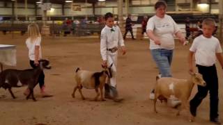 Helping To Understand A Dairy Goat Show [upl. by Nevaeh]