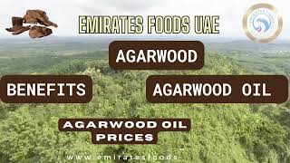 Agarwood Oil  How to Process Oud  Eaglewood Gharu wood Agarwood oil by Emirates Foods UAE [upl. by Yesiad976]